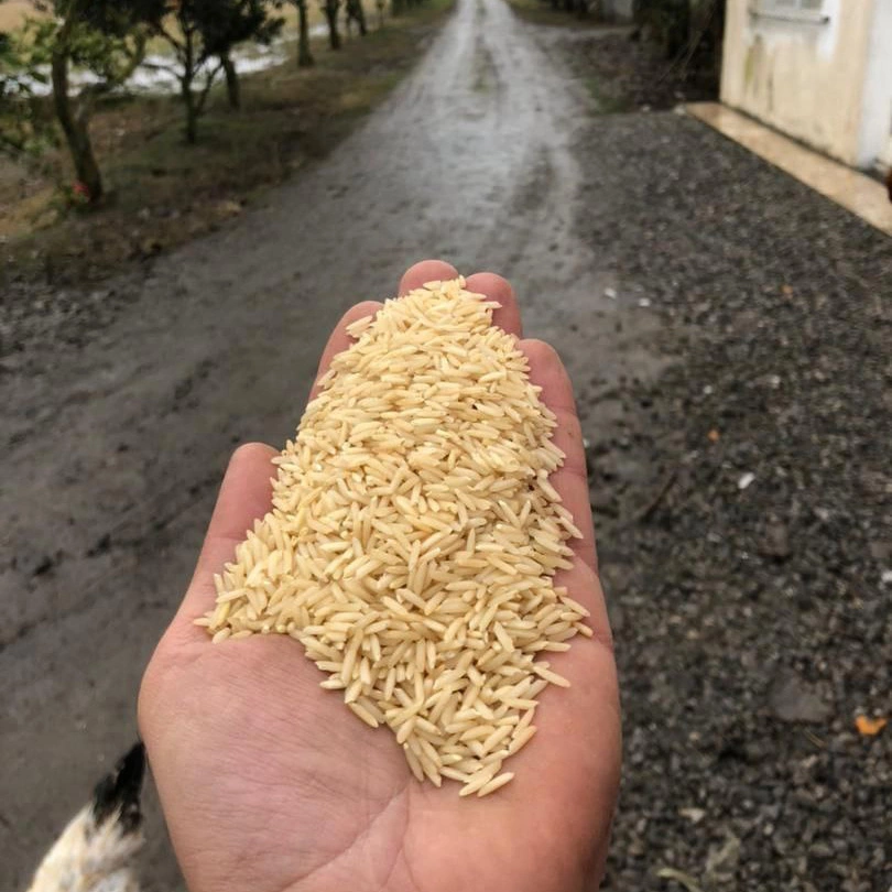 برنج دودی شیرودی (سنتی)