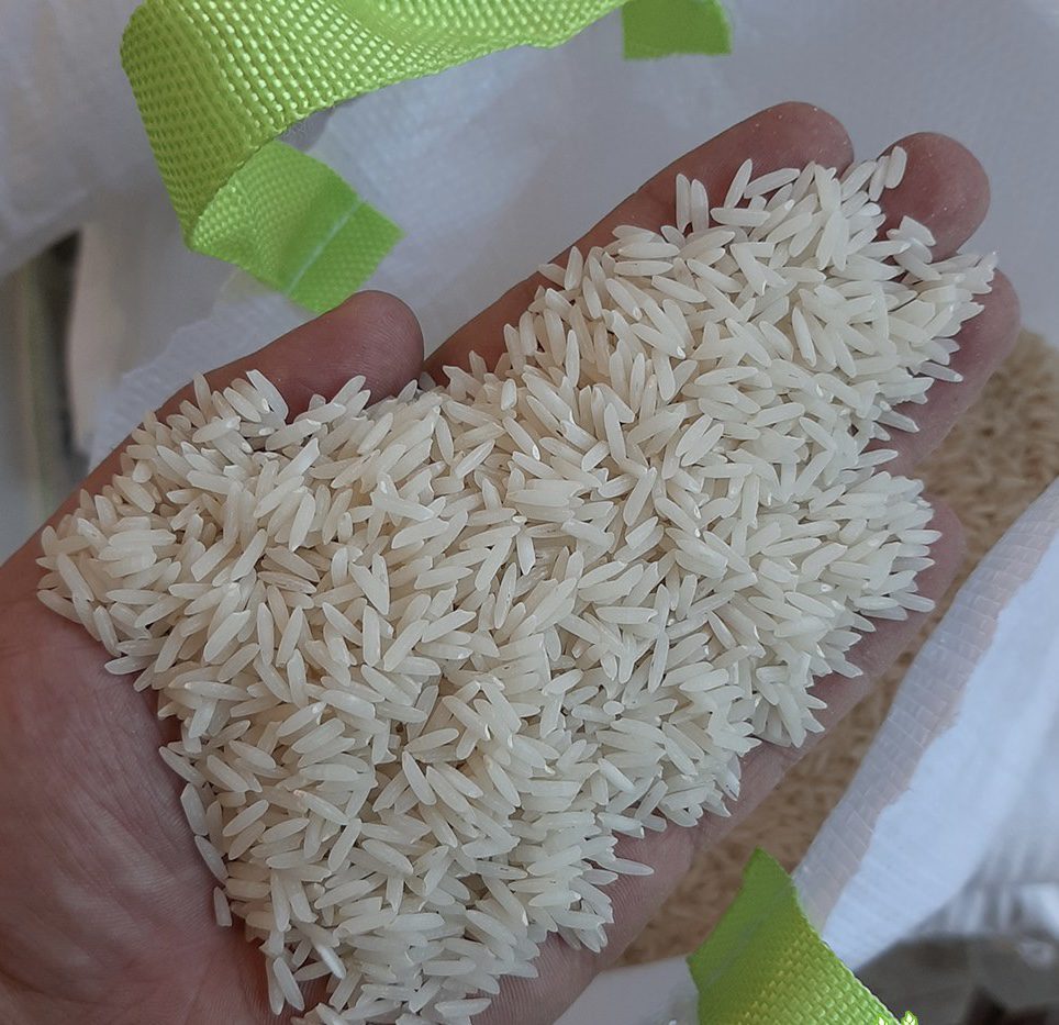 برنج شیرودی عمده